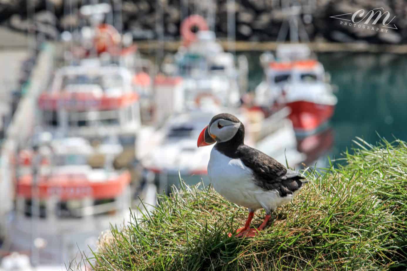 冰島旅遊海鸚puffin