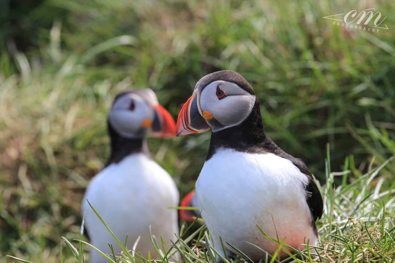 冰島旅遊海鸚puffin