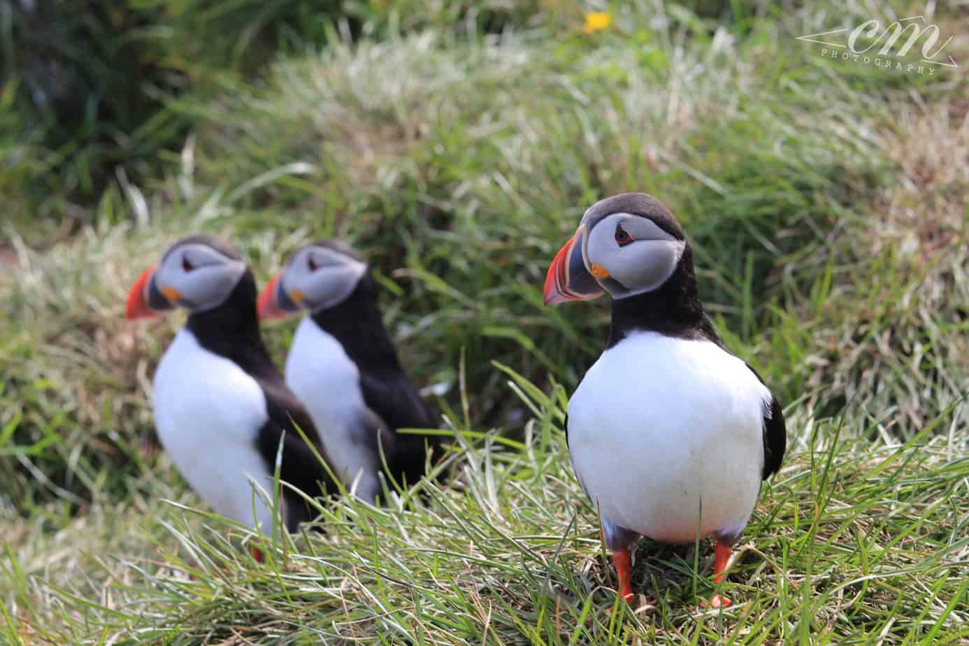 冰島旅遊海鸚puffin