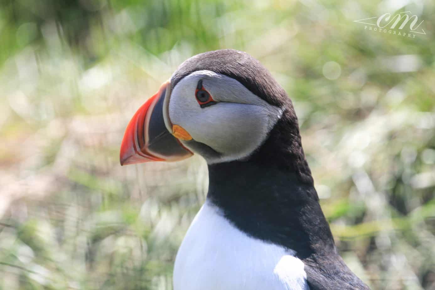 冰島旅遊海鸚puffin