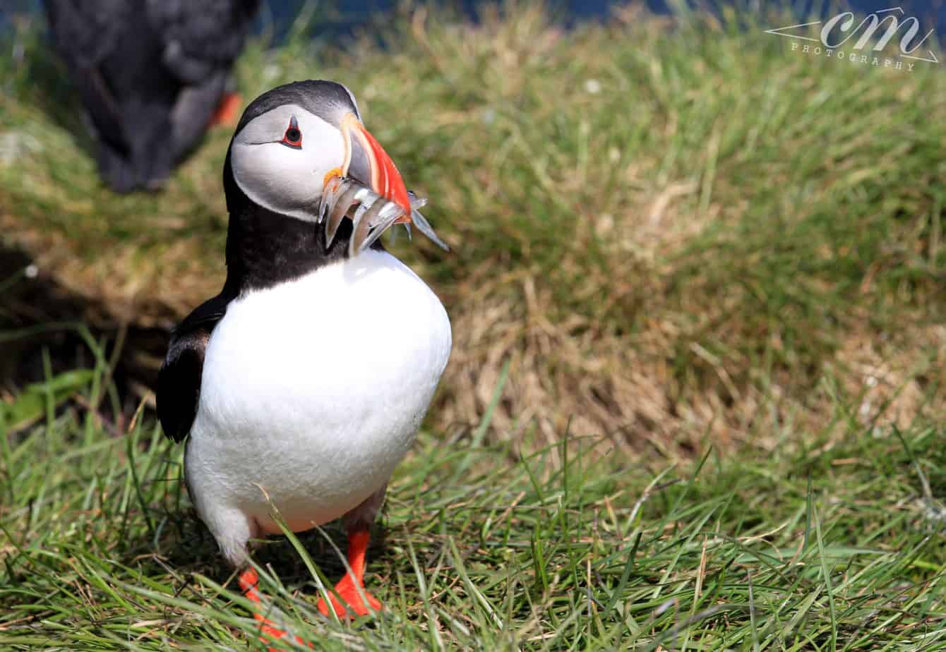 冰島旅遊海鸚puffin