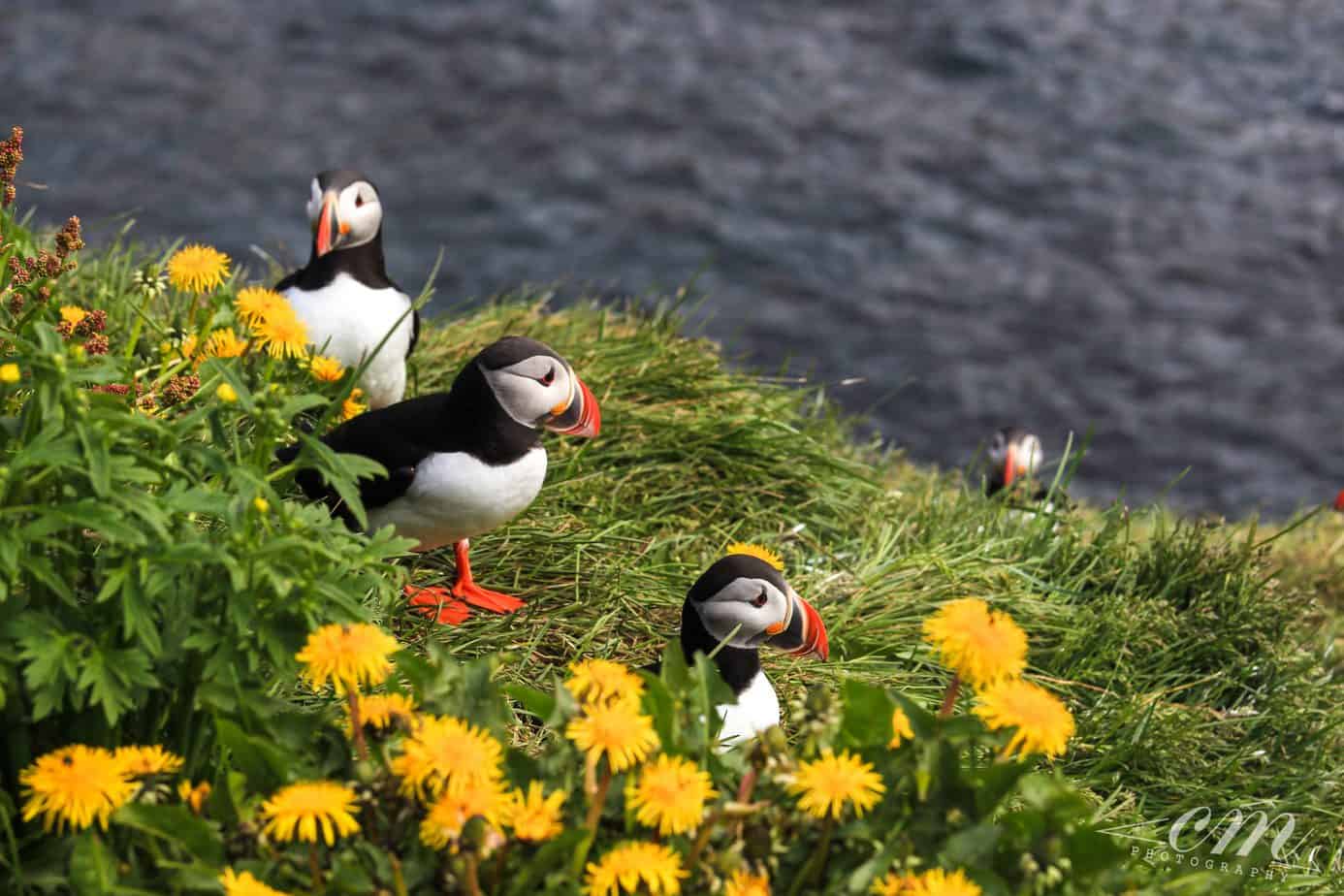 冰島旅遊海鸚puffin