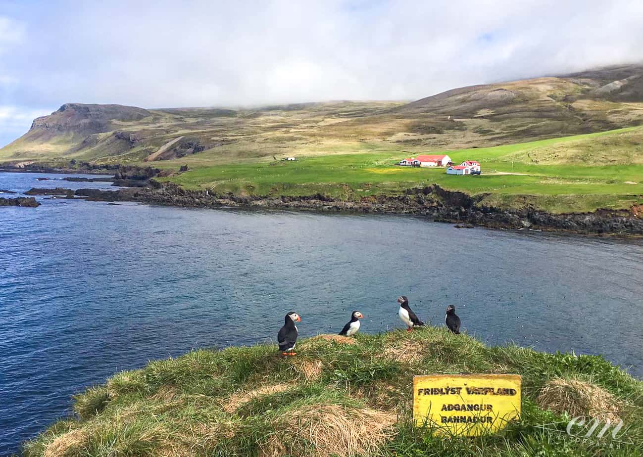 冰島旅遊海鸚puffin